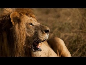 Kenya - Into The Wild