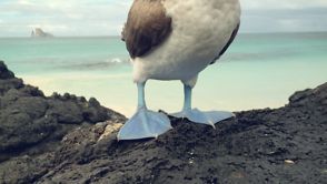 Galapagos - Shot with iPhone 4S